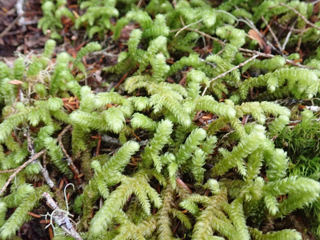Pipecleaner Moss