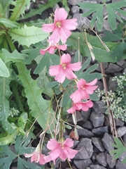 Oxalis bipartita