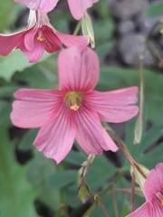 Oxalis bipartita