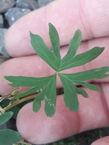 Oxalis bipartita