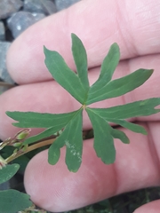 Oxalis bipartita