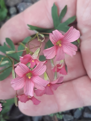 Oxalis bipartita