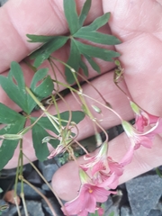 Oxalis bipartita