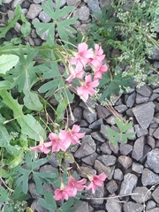Oxalis bipartita