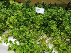 Alternanthera sissoo