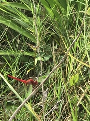 Crocothemis