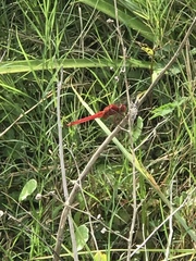 Crocothemis