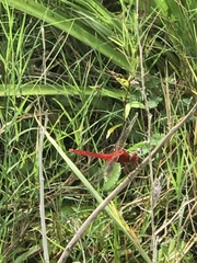Crocothemis