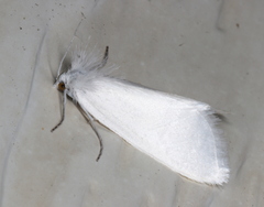 Schoenobiinae