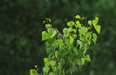 Anthus hodgsoni