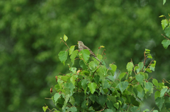Anthus hodgsoni