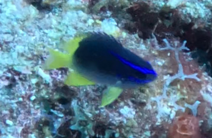 Geelstaart-rifjuffer (Chromis enchrysura) — Pomacentridae