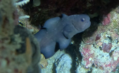 Black Brotula photo 3