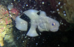 Black Brotula photo 4