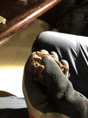 Macroglossus minimus