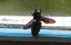 Xylocopa