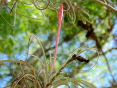 Tillandsia exserta
