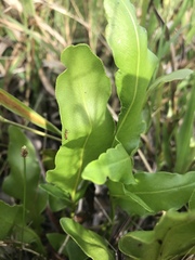 Acrostichum danaeifolium