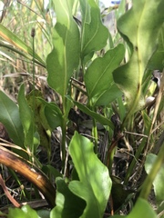 Acrostichum danaeifolium