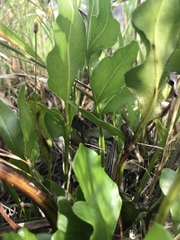 Acrostichum danaeifolium