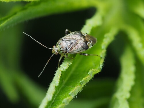 Lygus plagiatus