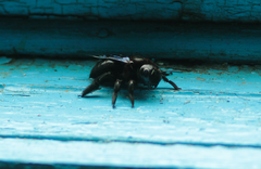 Xylocopa