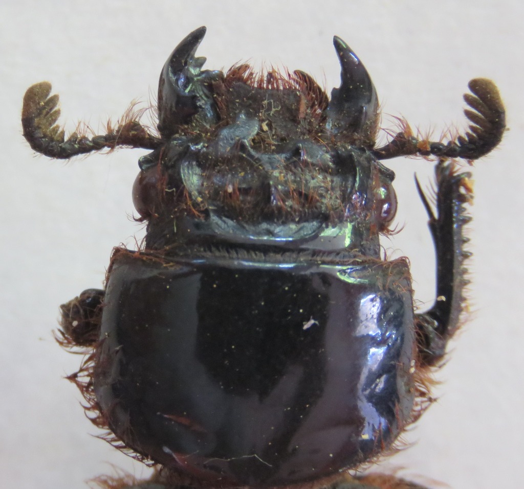 Aceraius kuwerti