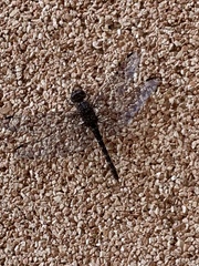 Bradinopyga strachani