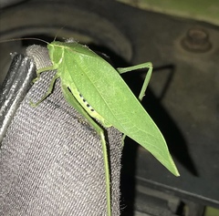 Microcentrum incarnatum