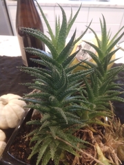 Haworthia