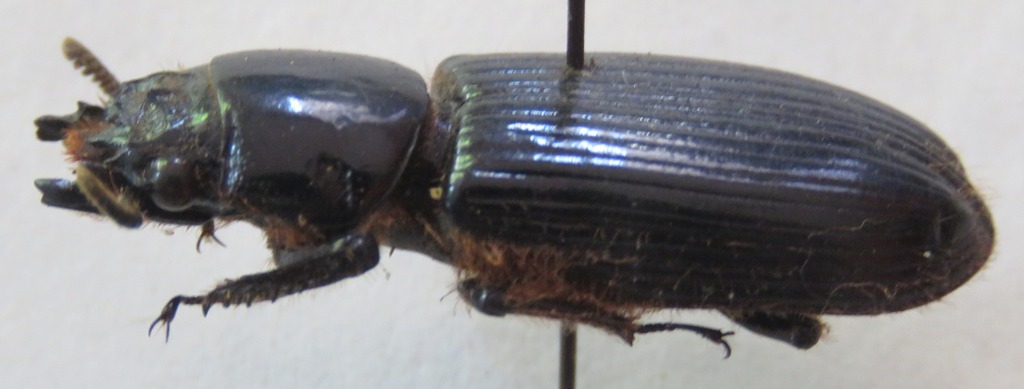 Aceraius laevicollis
