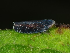 Scaphytopius frontalis