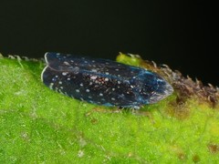 Scaphytopius frontalis