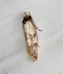 Euphiltra celeteria