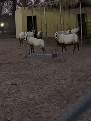 Oryx leucoryx