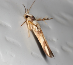 Stathmopoda pantarches