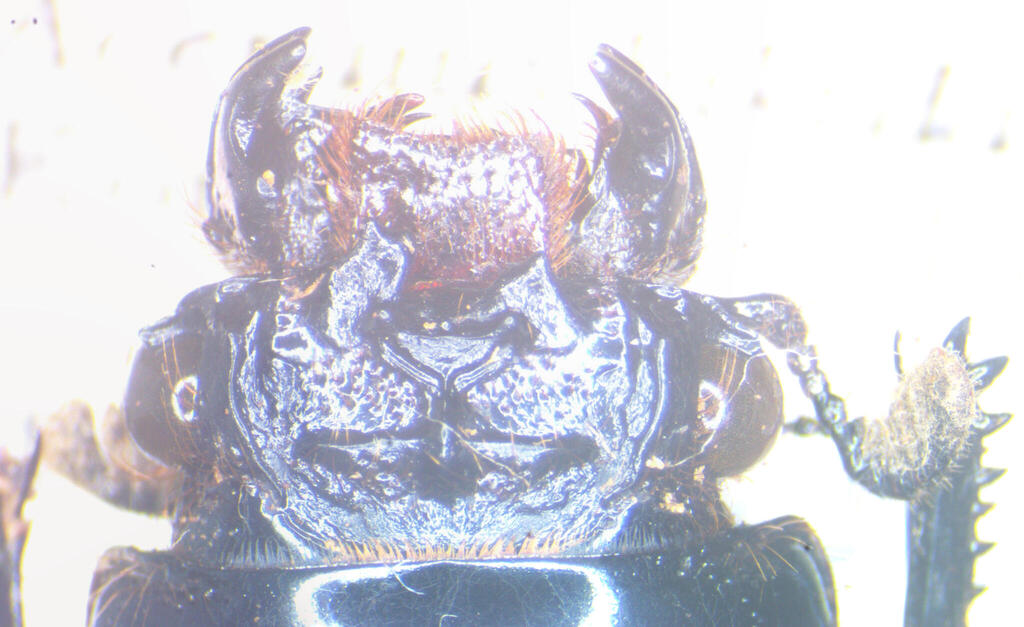 Aceraius hikidai