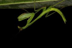 Stagmomantis theophila