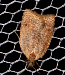 Meritastis