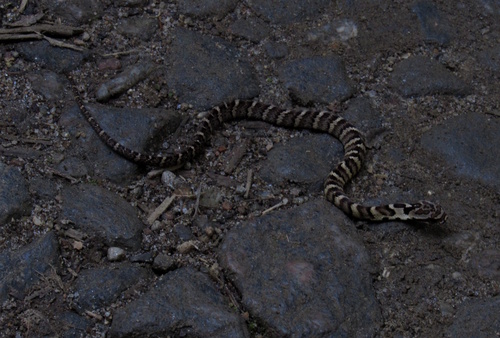 Neuwied's False Fer-de-lance