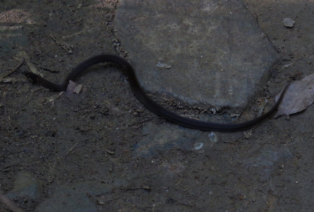 Taeniophallus persimilis