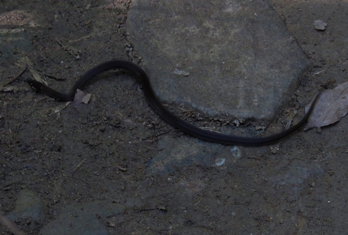 Dibernardia persimilis