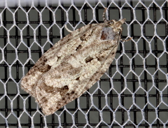 Acropolitis canana