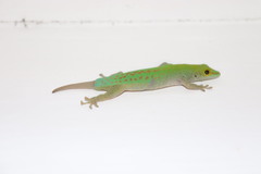 Phelsuma sundbergi longinsulae