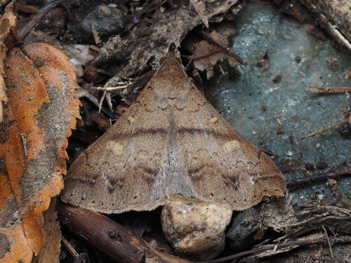 Discolored Renia Moth photo 4