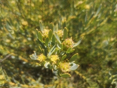Leucadendron