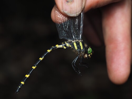 Tiger Spiketail photo 5