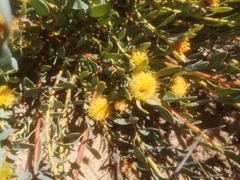 Leucadendron