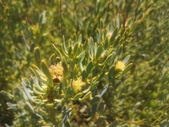 Leucadendron