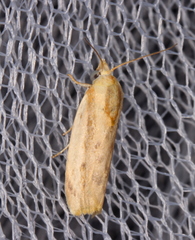 Earias huegeliana